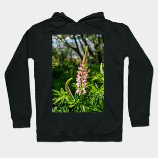 Pink Lupin Flower. Hoodie